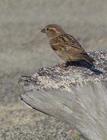 House Sparrow, female